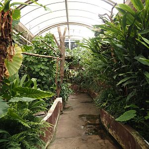 Victoria greenhouse section of the Riviera Hall - Walk-through area with Wreathed hornbill, Bali myna and Grosbeak starling, 2024-06-30