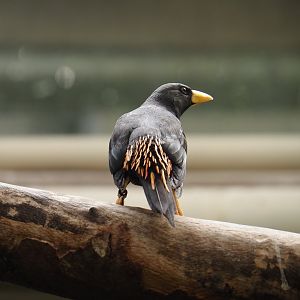 Grosbeak starling  (Scissirostrum dubium), 2024-06-30