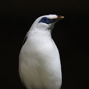 Bali myna (Leucopsar rothschildi), 2024-06-30