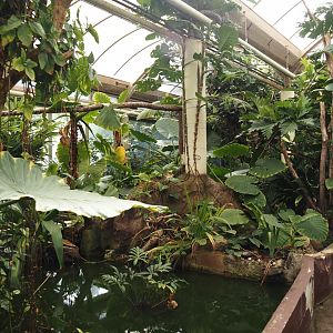 Victoria greenhouse section of the Riviera Hall - Walk-through area with Wreathed hornbill, Bali myna and Grosbeak starling, 2024-06-30