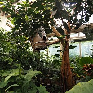 Victoria greenhouse section of the Riviera Hall - Walk-through area with Wreathed hornbill, Bali myna and Grosbeak starling, 2024-06-30