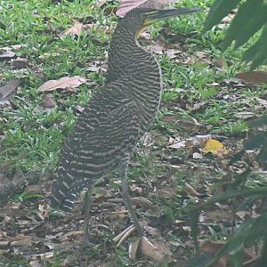 Bare-throated Tiger Heron (Tigrisoma mexicanum)