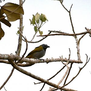Black-headed Saltator (Saltator atriceps)