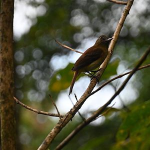 Bright-rumped Attila (Attila spadiceus)