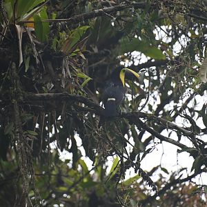 Chestnut-mandibled Toucan (Ramphastos ambiguus swainsonii)