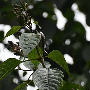 Chestnut-sided Warbler (Setophaga pensylvanica)