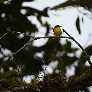 Common Tody-flycatcher (Todirostrum cinereum)