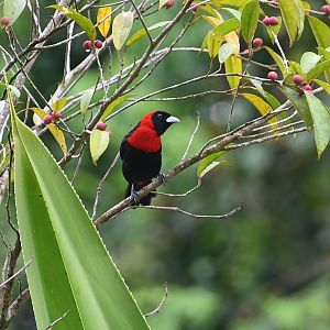 Crimson-collared Tanager (Ramphocelus sanguinolentus)