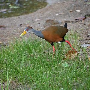 Grey-cowled Wood Rail (Aramides cajaneus)