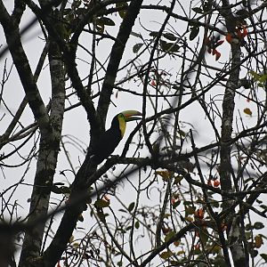 Keel-billed Toucan (Ramphastos sulfuratus)