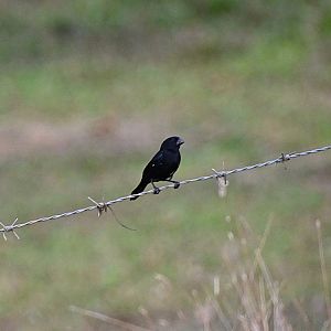 Variable Seedeater (Sporophila corvina)