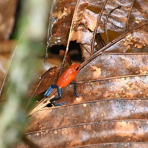 Strawberry Poison Dart Frog (Oophaga pumilio)