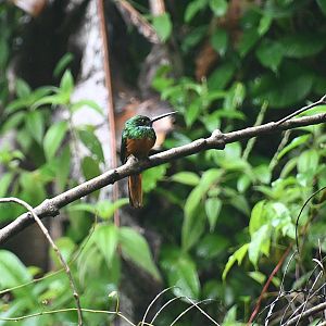 Rufous-tailed Jacamar (Galbula ruficauda)