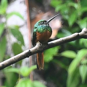 Rufous-tailed Jacamar (Galbula ruficauda)