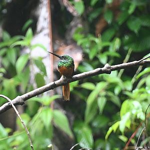 Rufous-tailed Jacamar (Galbula ruficauda)