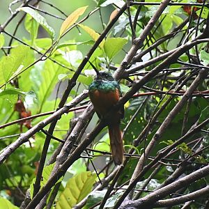 Rufous-tailed Jacamar (Galbula ruficauda)