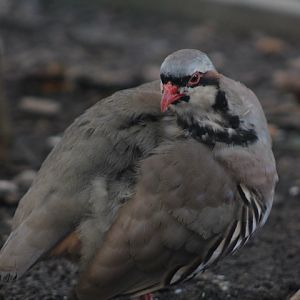 Chukar partridge (Alectoris chukar cf. chukar) - Suraloka Interactive Zoo