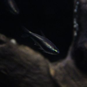 Emperor tetra (Nematobrycon palmeri) - Suraloka Interactive Zoo