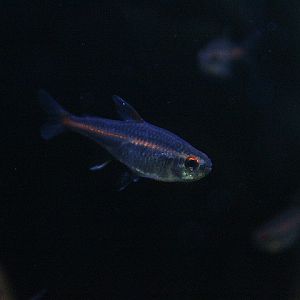 Glowlight tetra (Hemigrammus erythrozonus) - Suraloka Interactive Zoo