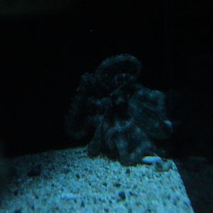 Mimic octopus (Thaumoctopus mimicus) - Suraloka Interactive Zoo