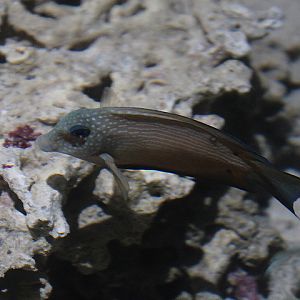 Brown surgeonfish (Acanthurus nigrofuscus) - Suraloka Interactive Zoo