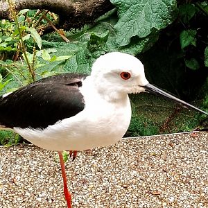 Black winged stilt 070625