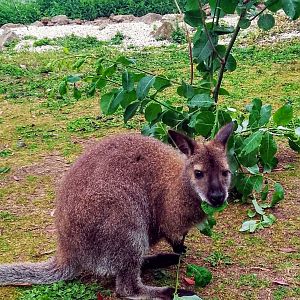 Red-necked Wallaby 070625
