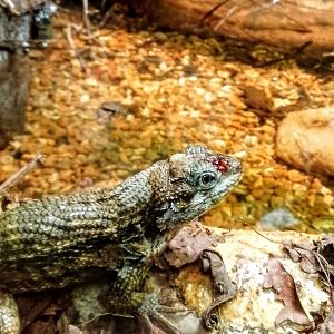 Northern Curly-tailed Lizard 070625