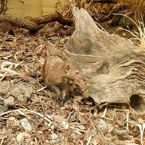 Dark Cusimanse 070625