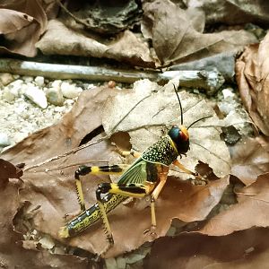 Desert Locust 070625