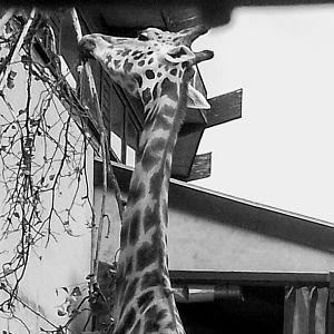 Rothschild's Giraffe 070625