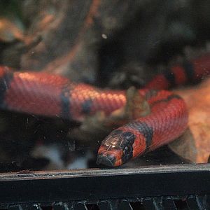 Honduran milk snake (Lampropeltis triangulum hondurensis) - Suraloka Interactive Zoo