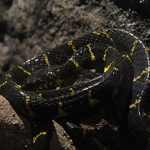 Western gold-ringed cat snake (Boiga melanota) - Suraloka Interactive Zoo