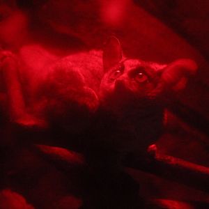 Southern lesser galago (Galago moholi moholi) - Suraloka Interactive Zoo
