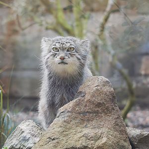 Pallas Cat
