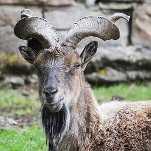 Turkmenian Markhor