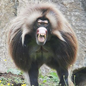 Gelada Male