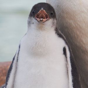 Gentoo Penguin Chick