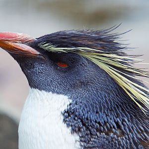 Rockhopper Penguin