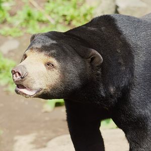 Sun Bear - Babu