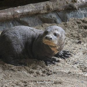 Giant otter (Pteronura brasiliensis) - Two-month-old cub