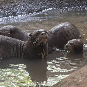 Giant otter (Pteronura brasiliensis) - Two-month-old cub receives swimming lessons from its parents