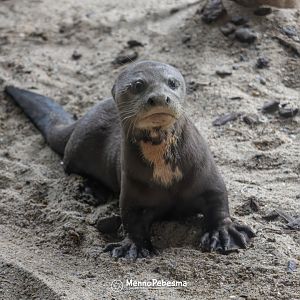 Giant otter (Pteronura brasiliensis) - Two-month-old cub