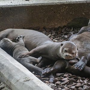 Giant otter (Pteronura brasiliensis) - Two-month-old cub with its parents
