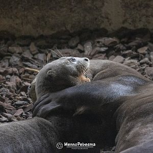 Giant otter (Pteronura brasiliensis) - Two-month-old cub playing with its father