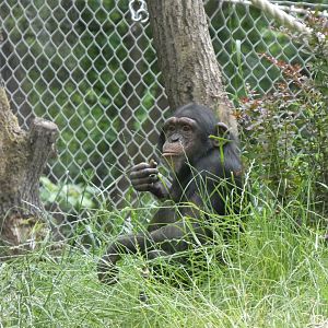 06 2025 - Juvenile chimp in outside enclosure