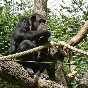 06 2025 - Adult chimp feeding in climbing structure