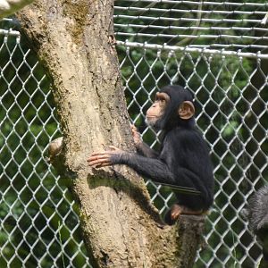 06 2025 - Young chimpansee using outside climbing structure