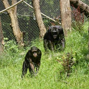 06 2025 - Chimpansees foraging in outside enclosure
