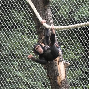 06 2025 - Young chimpansee playing on climbing structure